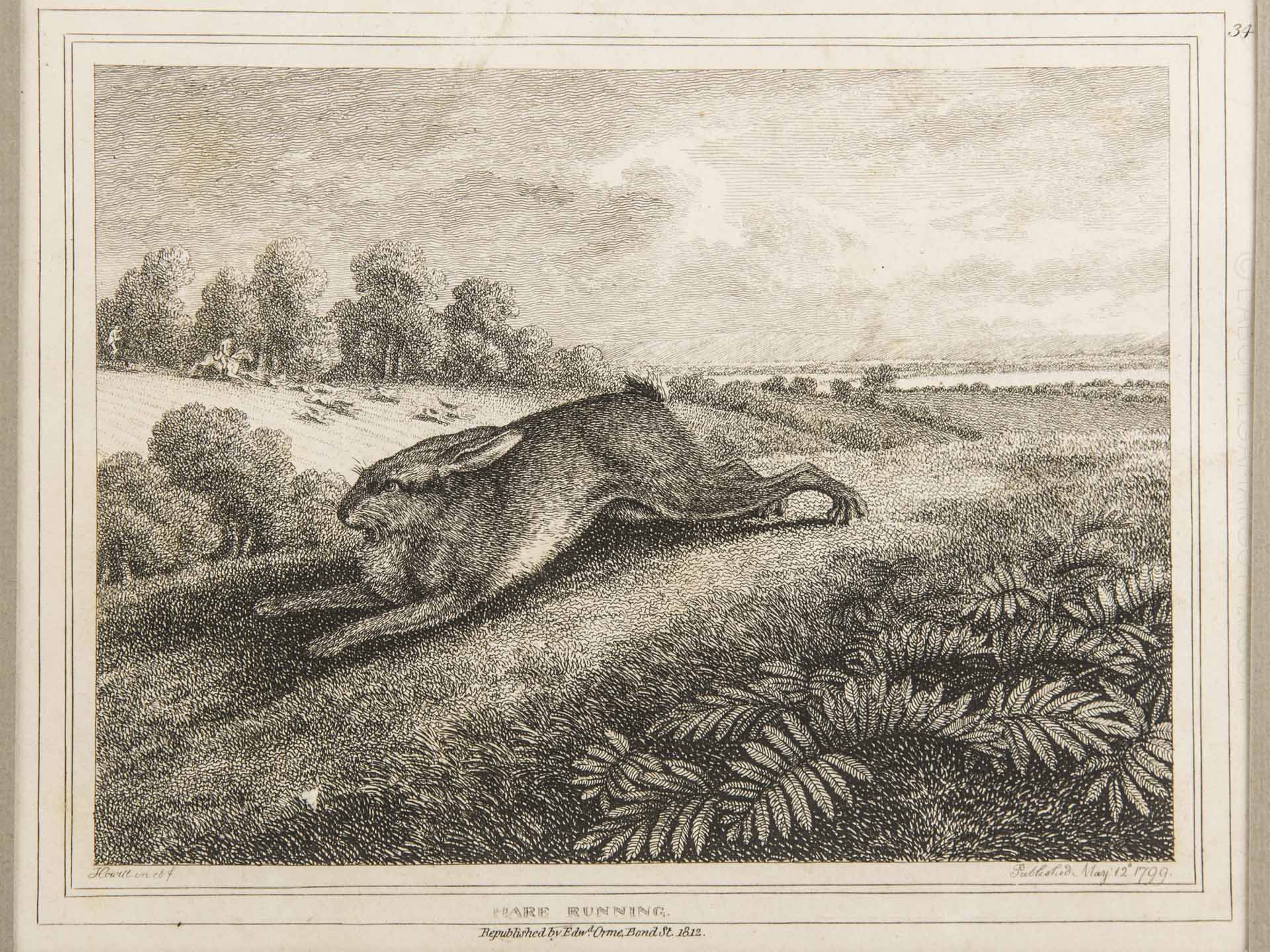 La lepre che corre, stampa con passepartout e cornice in radica.  Inghilterra, 1812 - La Bottega Margutta